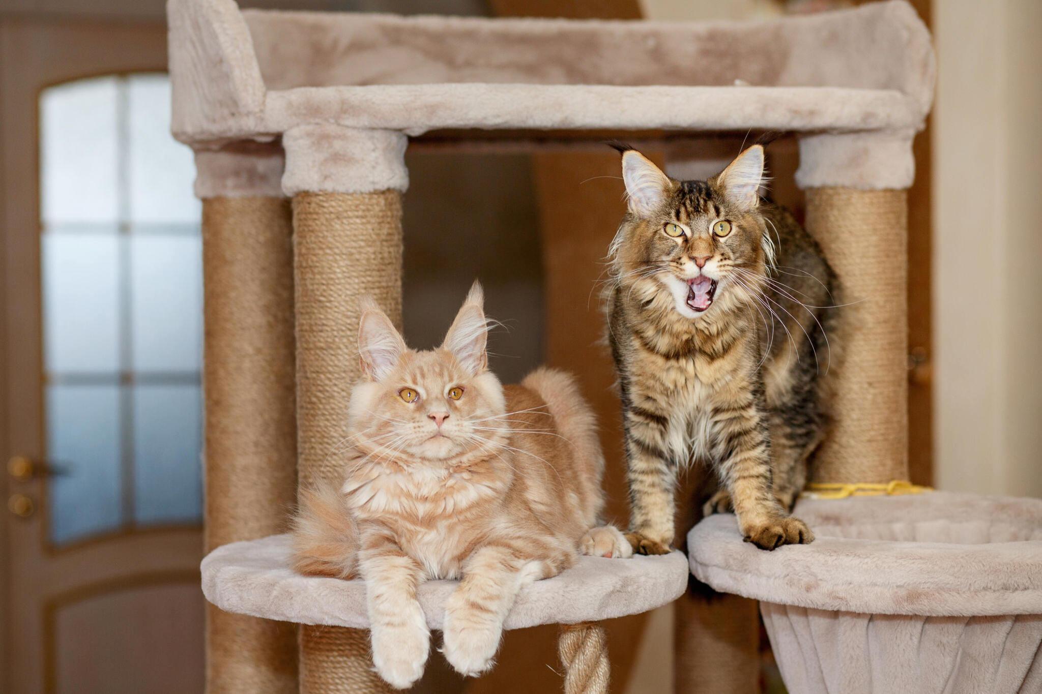 Space-Saving Cat Trees: Perfect for Small Spaces – Cat Tree Haven