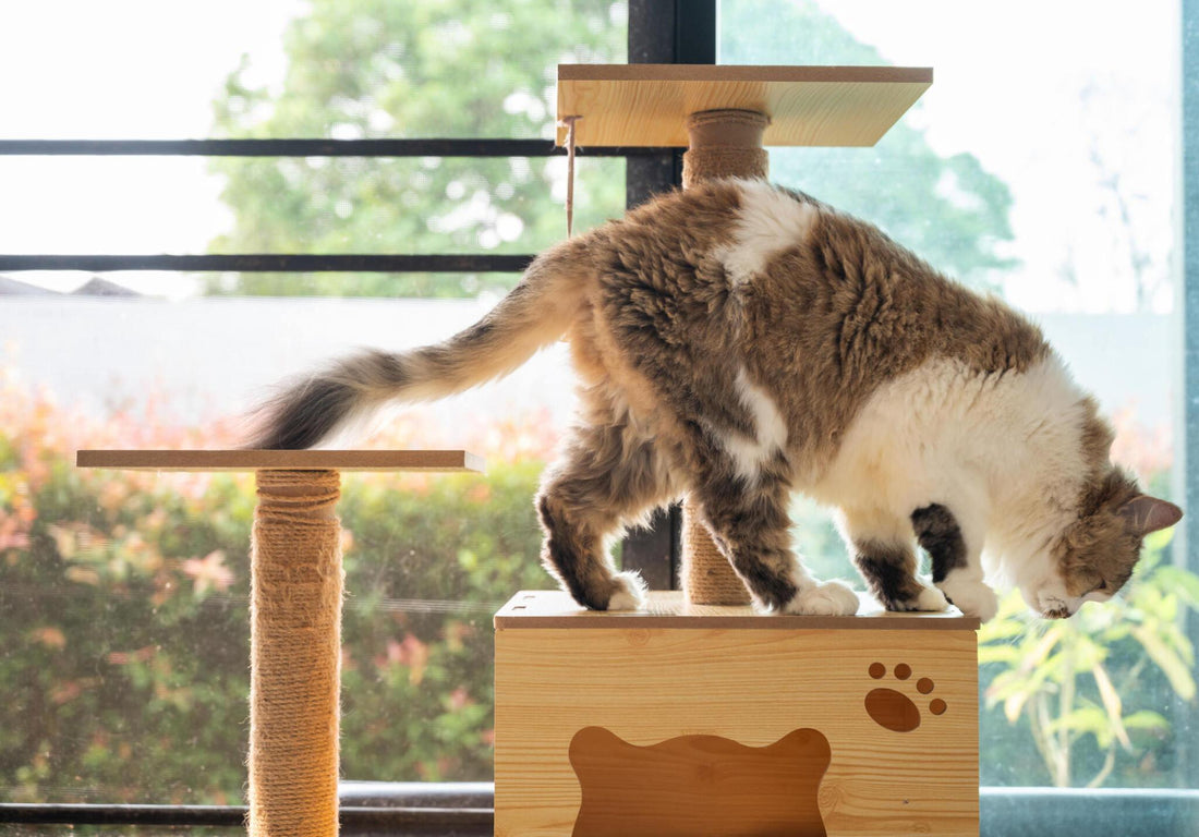 Health Benefits of Cat Trees: From Exercise to Relaxation