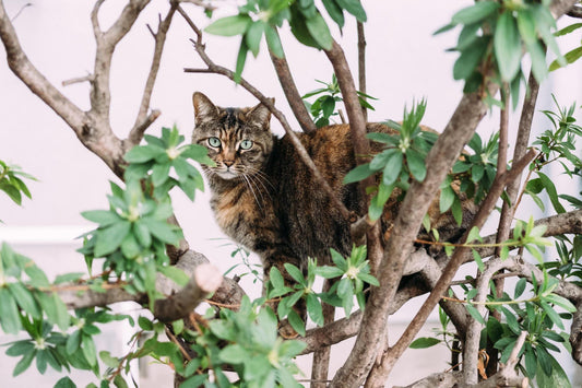 The Psychological Benefits of Cat Trees for Indoor Cats