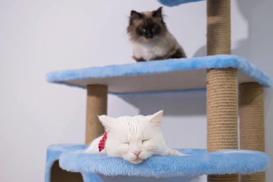 5 Best Cat Trees for Large Cats: Sturdy and Spacious