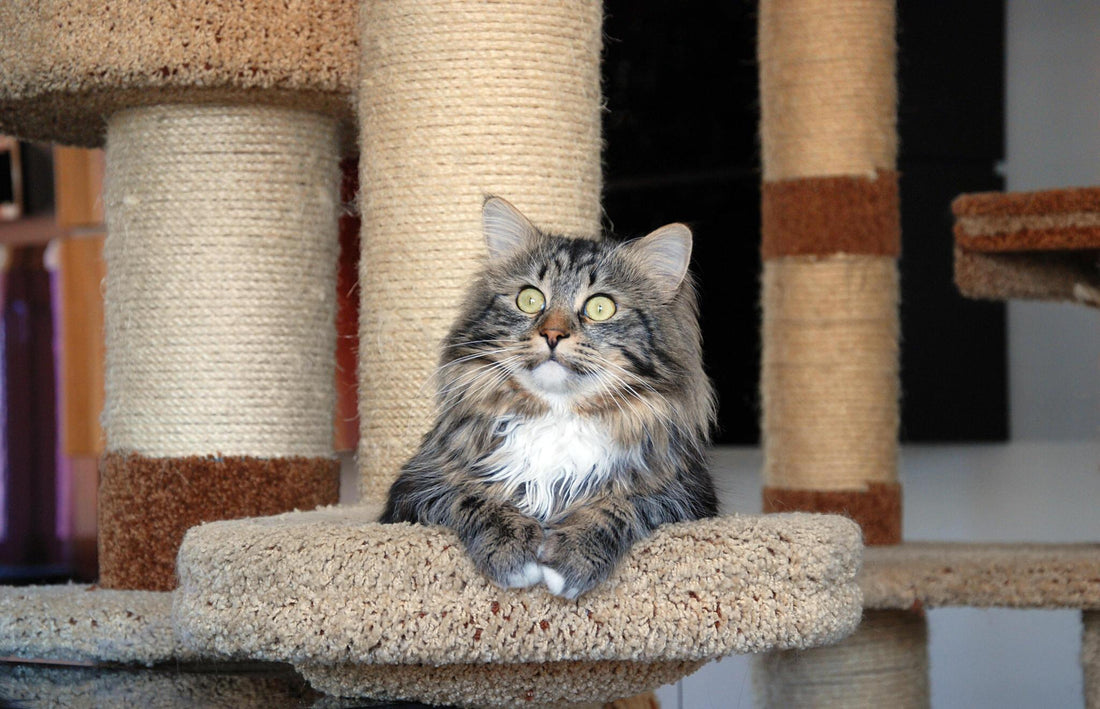 Building a Cat Tree: Tips from Expert Craftsmen