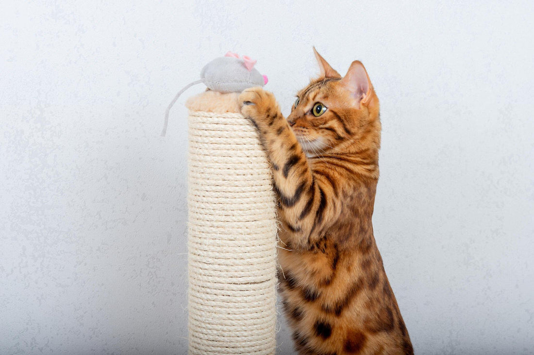 Why Every Cat Needs a Scratching Post: Health and Behavior Benefits