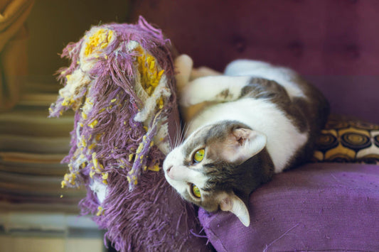 Cat Scratch Fever: Preventing and Redirecting Unwanted Scratching