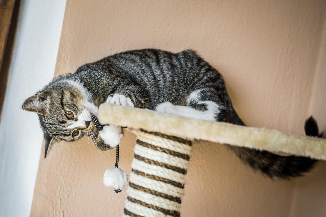 How to Choose a Cat Scratcher That Suits Your Cat’s Personality