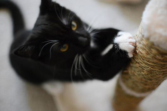 Interactive Cat Scratchers: Keeping Your Cat Engaged and Active