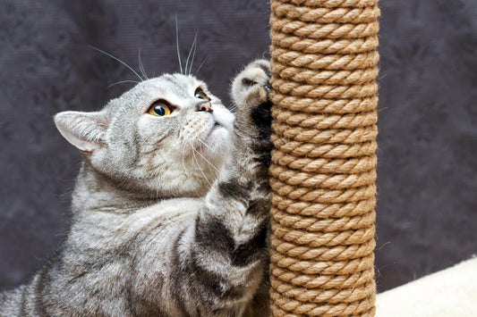 The Ultimate Guide to Choosing the Best Cat Scratching Post for Your Feline