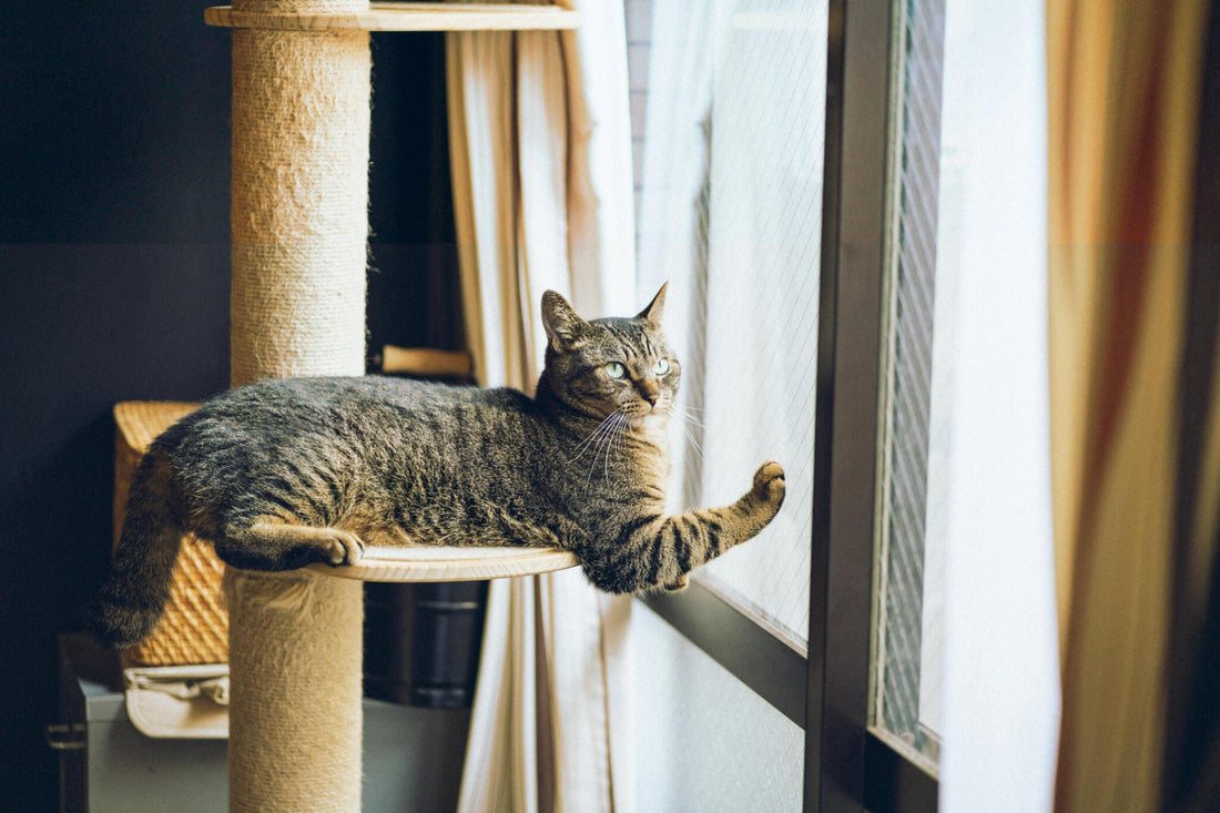 From Scratching Posts to Cat Towers: A Cat's Journey