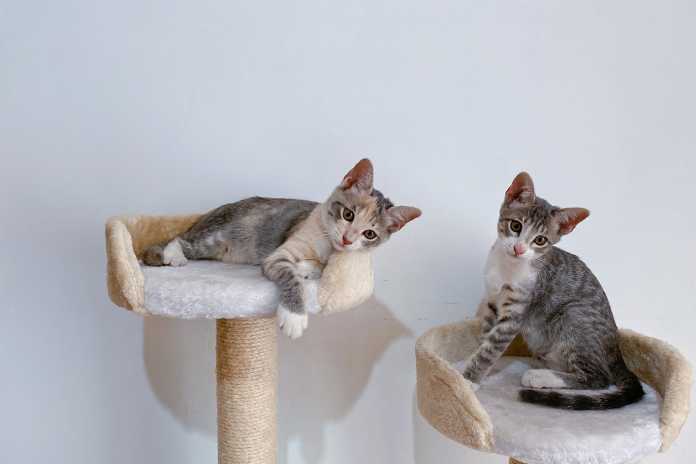 10 Innovative Cat Tower Designs That Your Cat Will Love