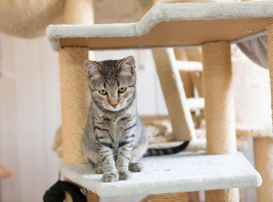 Indoor vs Outdoor Cat Towers: Pros and Cons