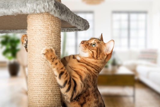 Celebrating Your Cat's Birthday with a Custom Cat Tree