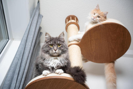 Reviewing the Top Cat Tree Brands in Australia