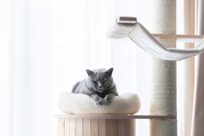 Cat Tree Maintenance: Tips for Long-Lasting Use