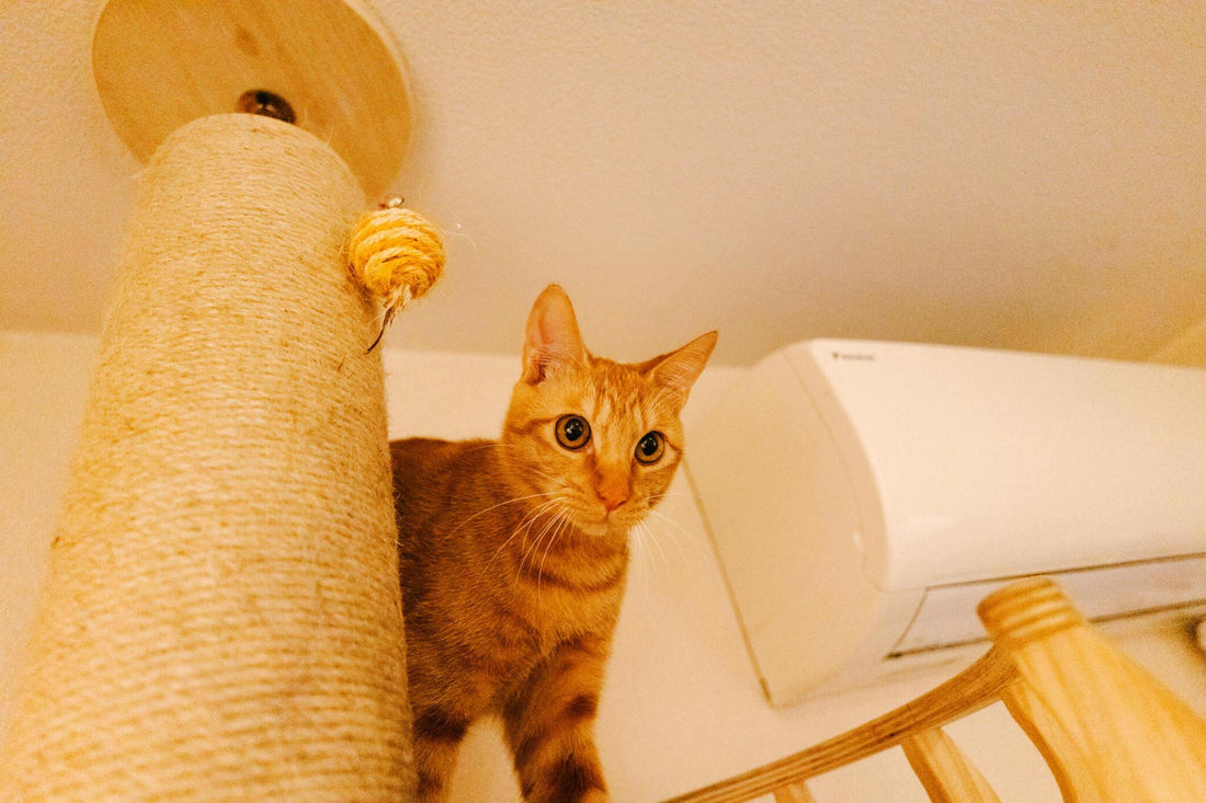 Hosting a 'Cat Tree Party': Tips for Fun and Engagement