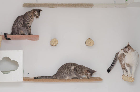 Cat Tree Safety: Ensuring Stability and Security