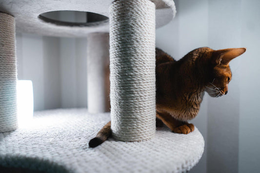 Decorating Your Cat Tree for Holidays: Fun Ideas