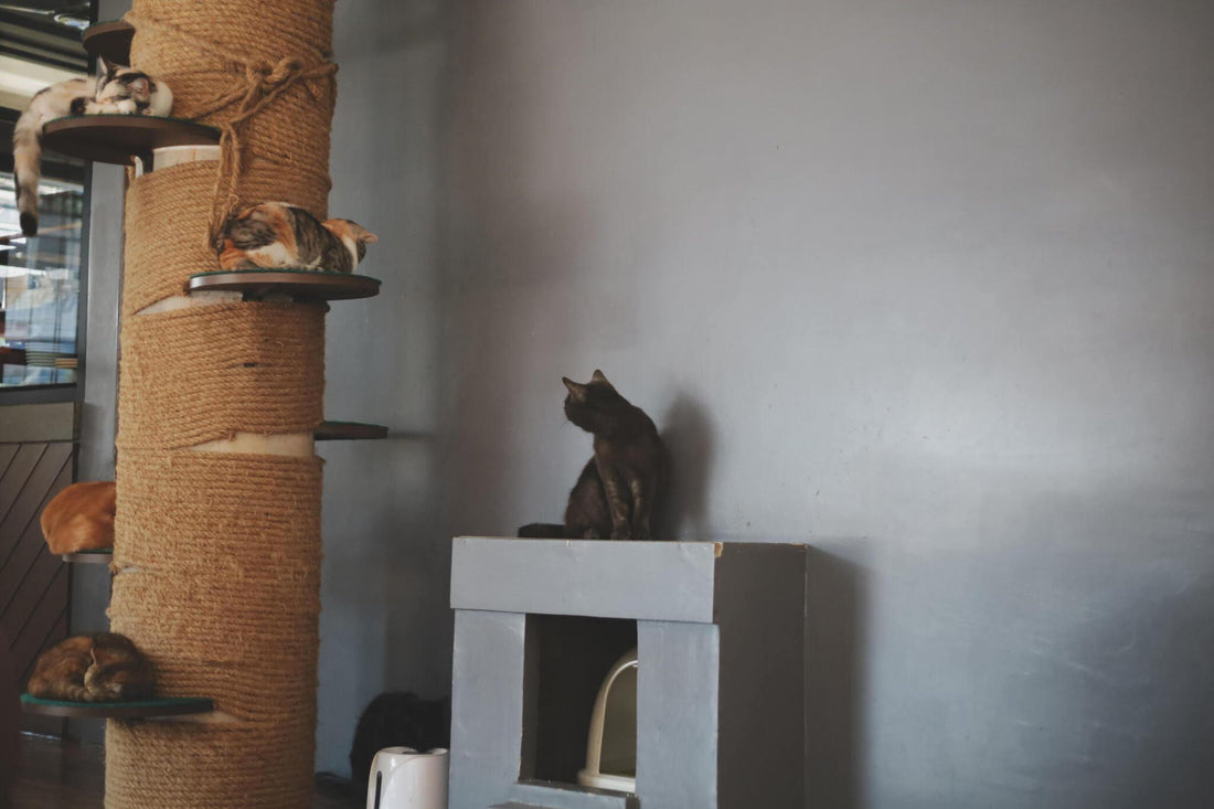 How to Choose a Cat Tree for Older or Less Mobile Cats