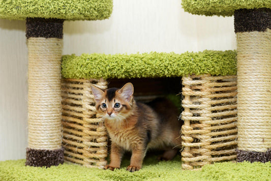 Why Cat Trees Are Essential for Your Cat's Mental Health