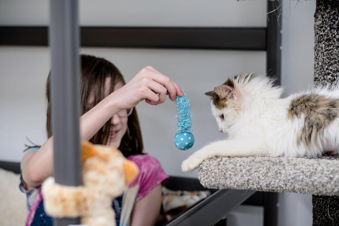 How Cat Trees Can Help with Cat Anxiety and Stress