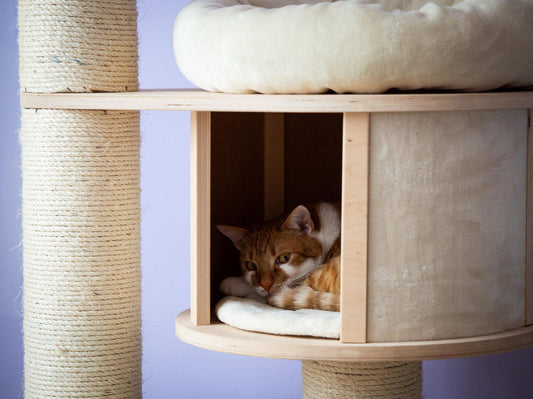 The Science Behind Why Cats Love Heights: Cat Trees Explained