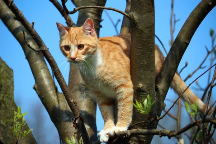 How Cat Trees Promote Healthy Exercise for Indoor Cats