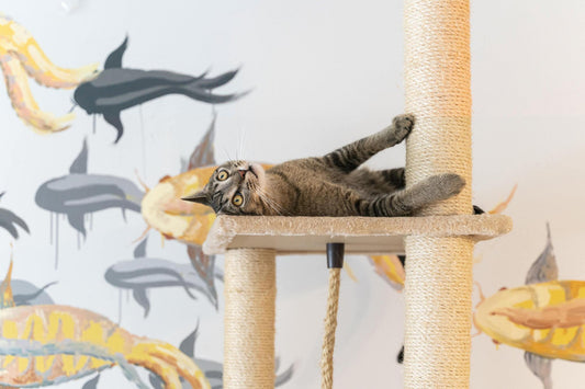 Eco-Friendly Cat Trees and Scratchers: Sustainable Choices for Your Pet