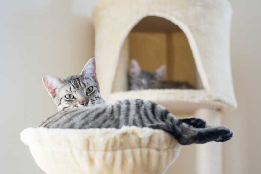 Top 5 Cat Trees for Small Apartments