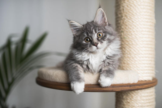 Comparative Analysis: Cat Trees vs Traditional Cat Beds