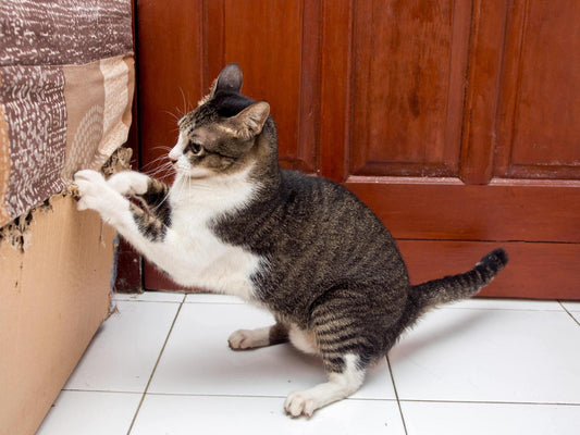 Understanding Your Cat's Scratching Behavior: Tips and Tricks