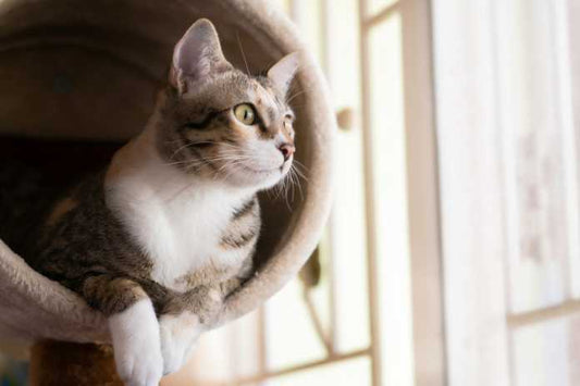 Comparing Cat Trees: What to Look for in Quality and Durability