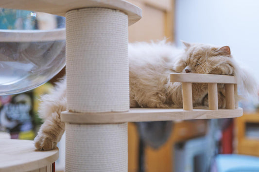 Custom Cat Trees: Tailoring to Your Cat's Personality