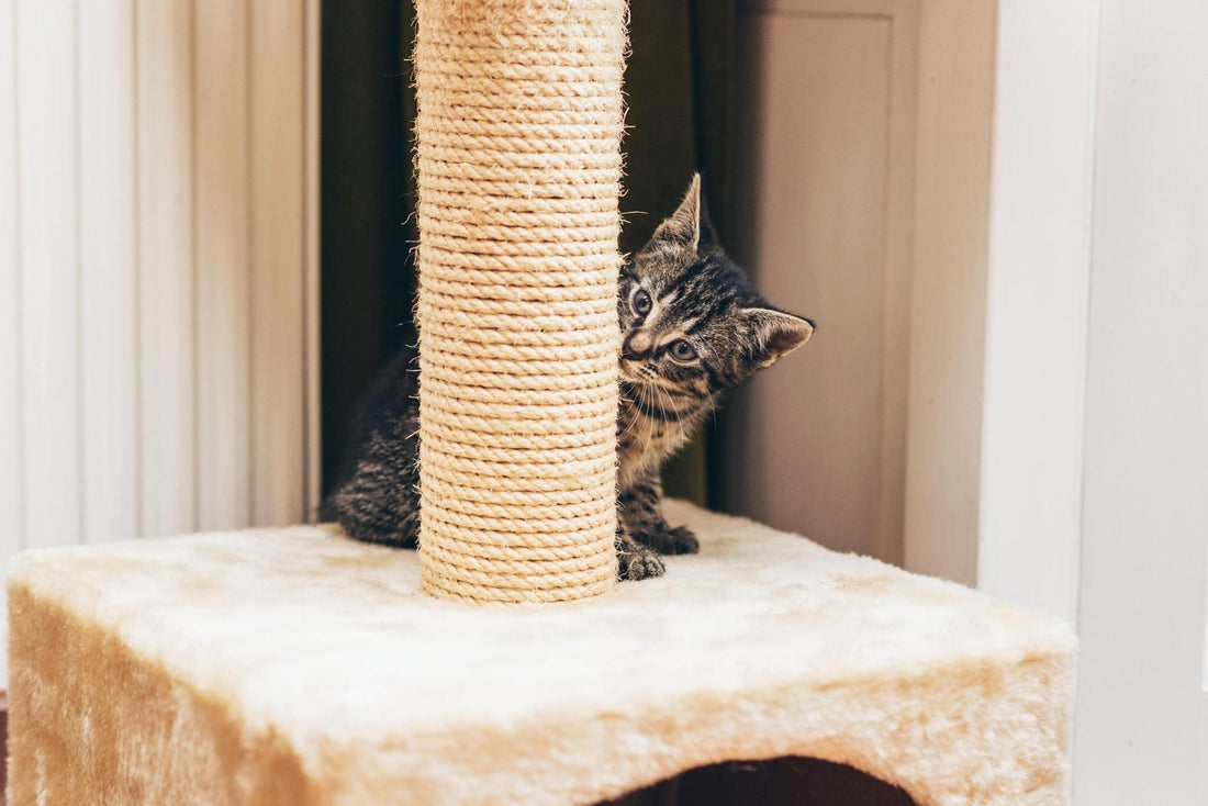 Customizing Your Cat Tower: Personalization Ideas for Your Pet