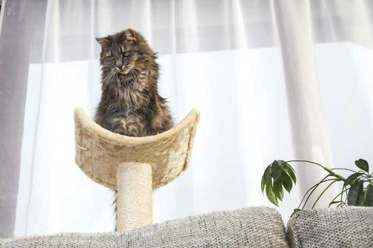 DIY Cat Tree Ideas for Creative Cat Owners