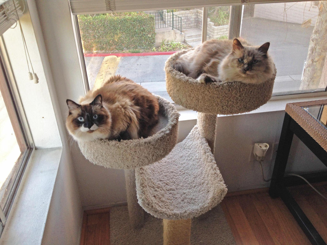 Famous Cat Tree Designs from Around the World