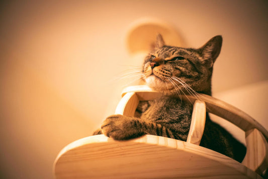 The Future of Cat Trees: Trends and Innovations