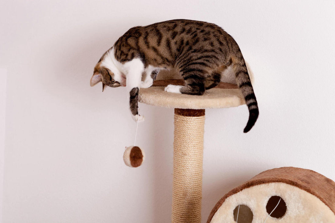 The History of Cat Trees and Their Evolution in Design