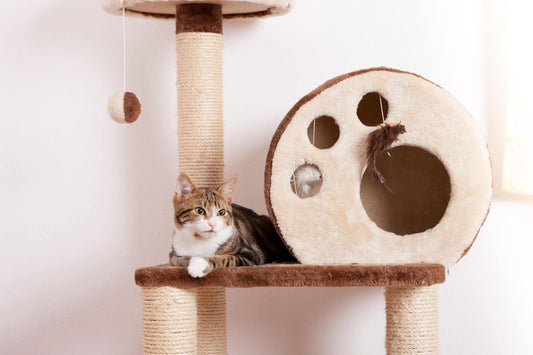 Creative Placement Ideas for Cat Trees in Your Home