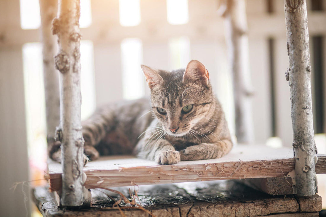 The Impact of Cat Trees on Feline Behavior