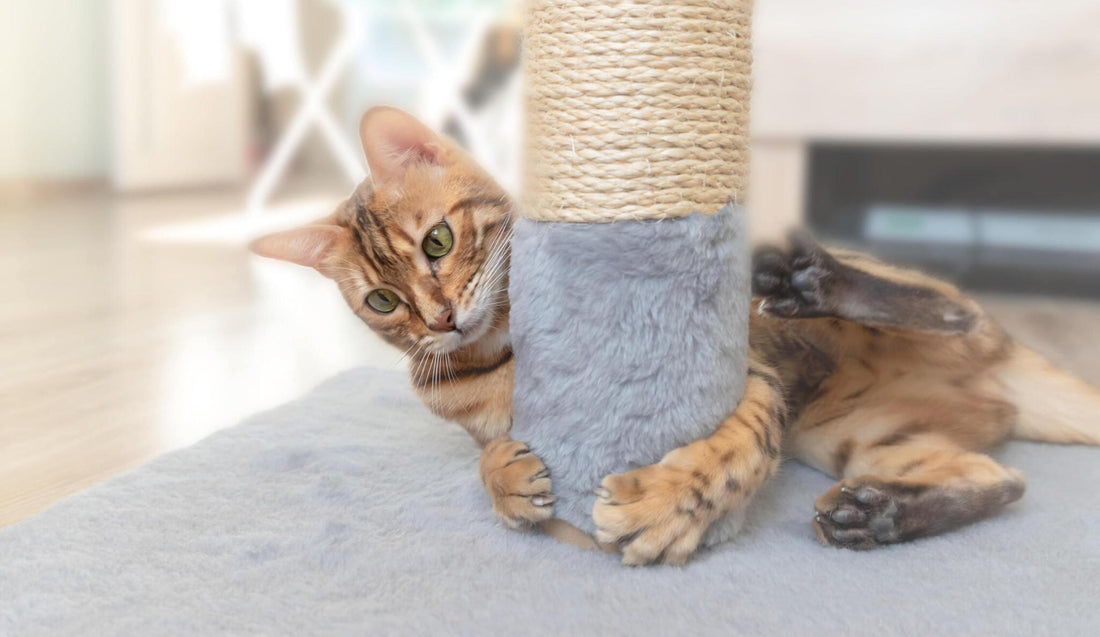 Creating a Cat-Friendly Home: Integrating Cat Trees and Scratchers