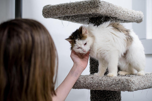 The Best Australian-Made Cat Trees: A Guide for Cat Enthusiasts