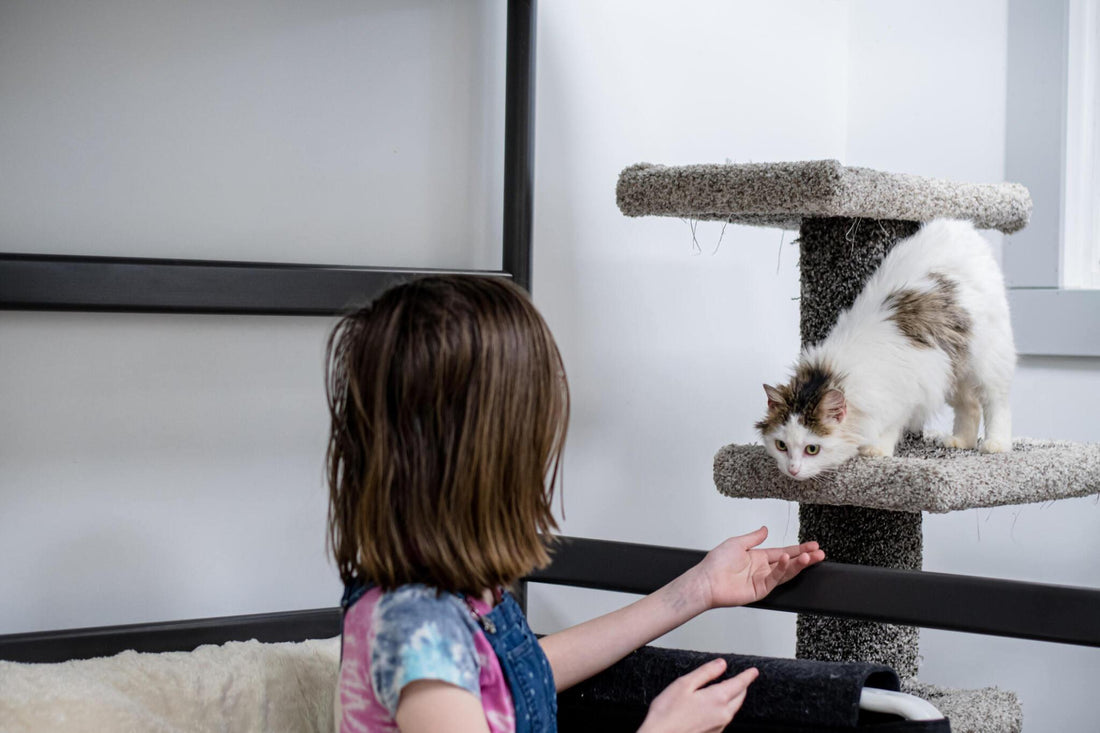 Unique Features to Look for in Modern Cat Trees