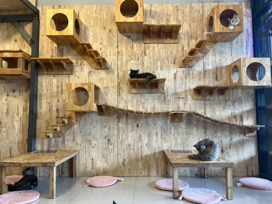 Introducing Your Cat to Their New Cat Tower: A Step-by-Step Guide