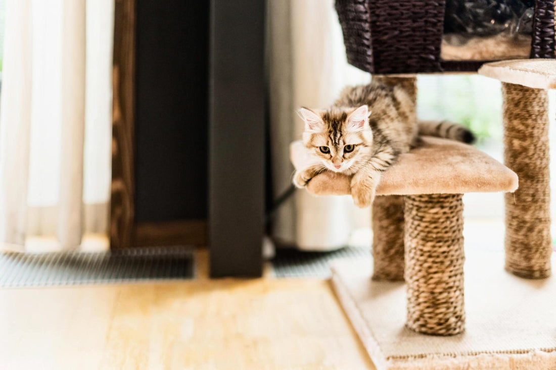 Repair and Upcycle Ideas for Old Cat Trees