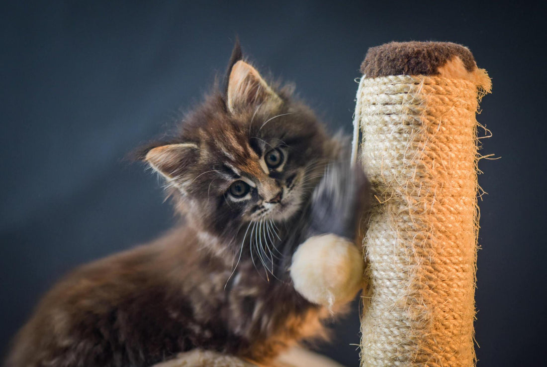 Essential Features to Look for in a Quality Cat Scratcher