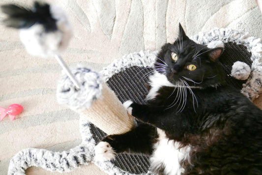 From Kittens to Seniors: Choosing the Right Scratcher for Every Age