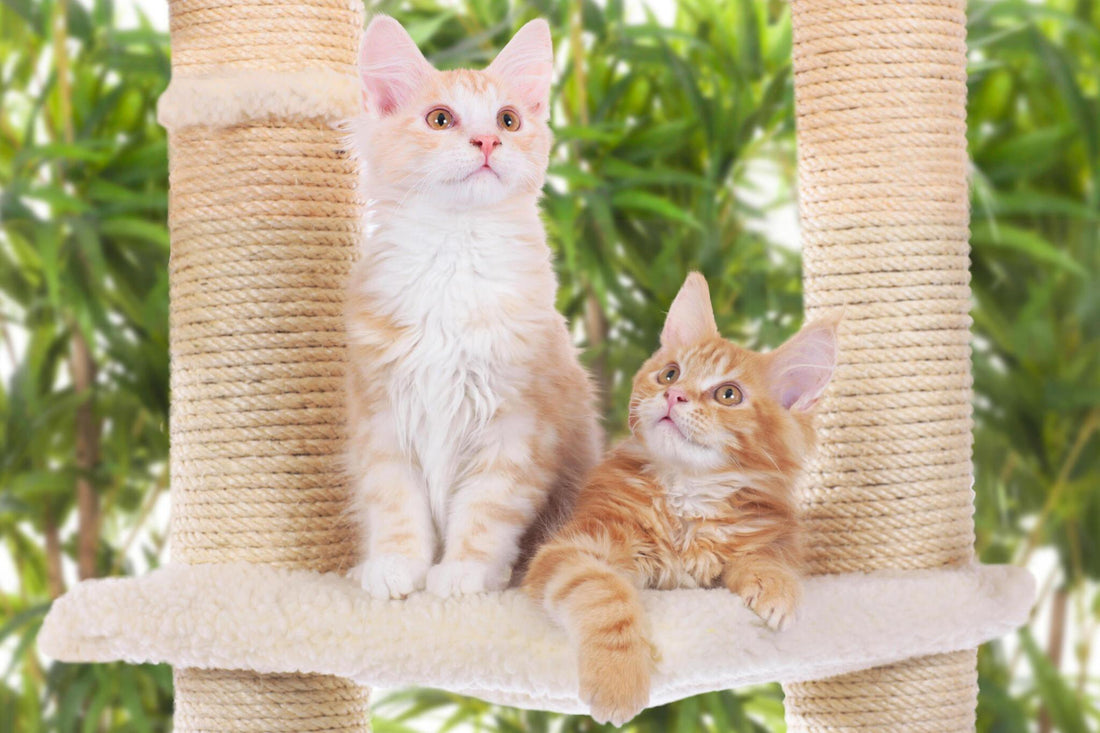 The Role of Cat Trees in Reducing Furniture Scratching