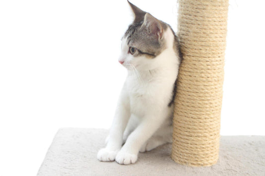 Space-Saving Cat Trees: Perfect Solutions for Apartment Living