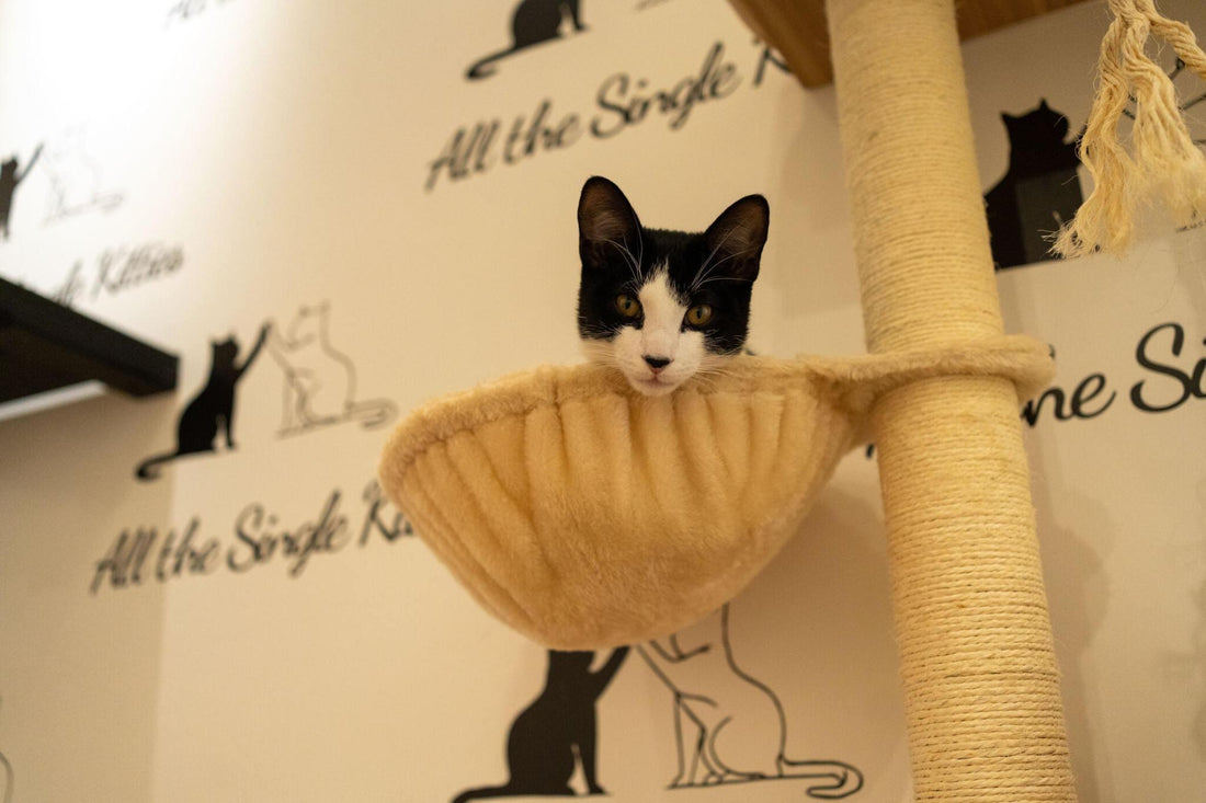 Stylish Cat Trees: Combining Functionality with Home Decor