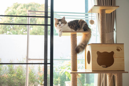 Eco-Friendly and Sustainable Cat Trees: A Buyer's Guide