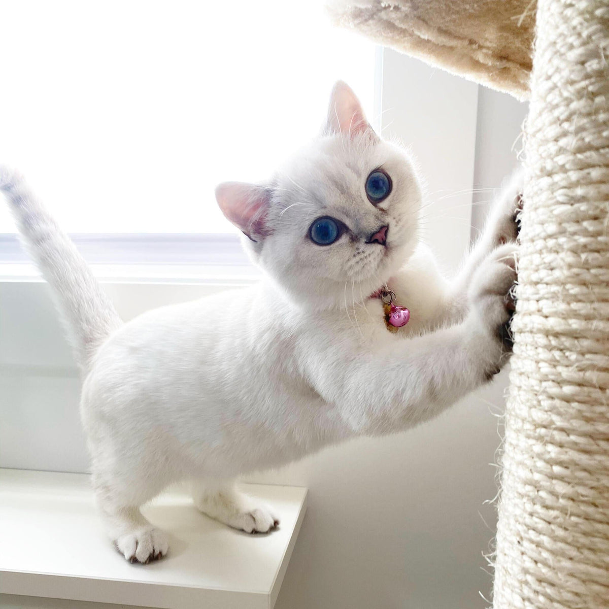 The Best Cat Scratching Posts and Towers Made in Australia – Cat Tree Haven