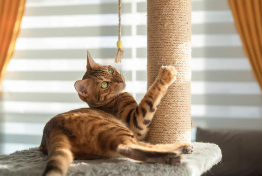 The Evolution of Cat Trees: From Basic Scratchers to Luxurious Towers